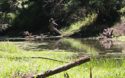 Fisher’s Bend Side Channel Salmonid Habitat Assessment and Design – Clackamas County, Oregon