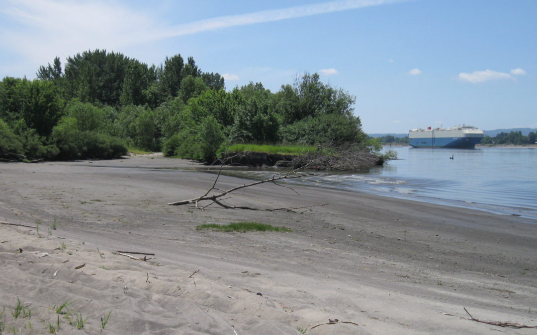 Fazio Brothers Sand and Gravel, Wetland Mitigation and Salmonid Conservation Bank – Clark County, Washington