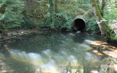 Tryon Creek Boones Ferry Road Culvert Replacement – Portland, Oregon