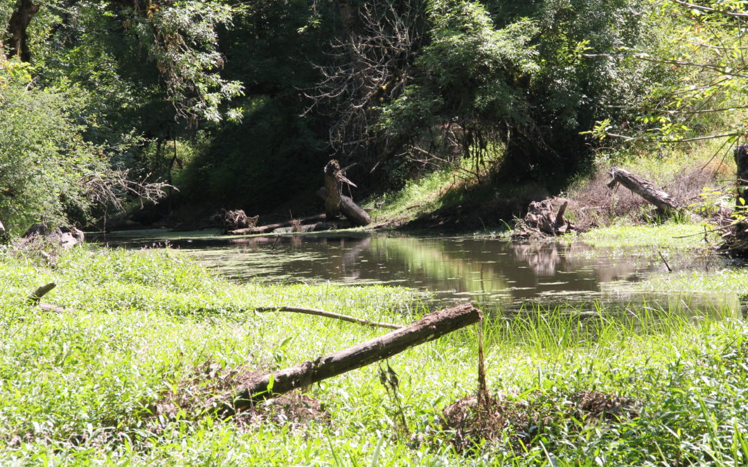 Side Channel Salmonid Habitat Restoration