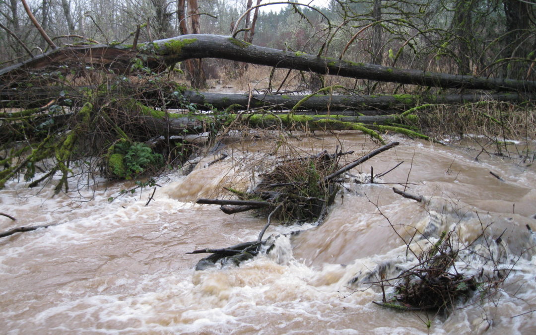 Johnson Creek Beaver Dam Analog Design – Ecological Engineering, LLC